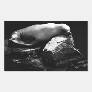 Sticker Rectangulaire Lion de mer dormant .1781