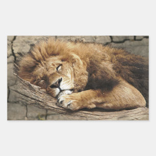 Sticker Rectangulaire Lion dormir Animal sauvage Pierre de chat