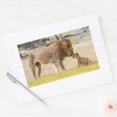 Sticker Rectangulaire Lion mâle Alpha inspecte le petit (Enveloppe)