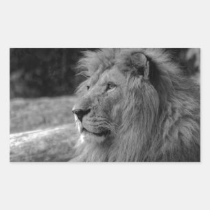 Sticker Rectangulaire Lion noir et blanc - Animal sauvage