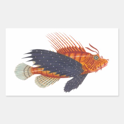 Sticker Rectangulaire Lionfish - Pterois - gravure d'antiquité de (Devant)
