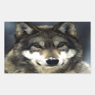 Sticker Rectangulaire Loup