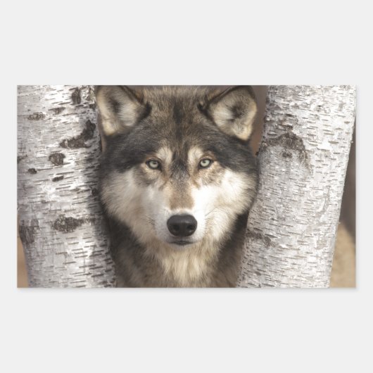 Sticker Rectangulaire Loup de bois par Jim Zuckerman (Devant)