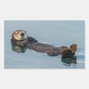 Sticker Rectangulaire Loutre de mer flottant sur le dos dans l'océan