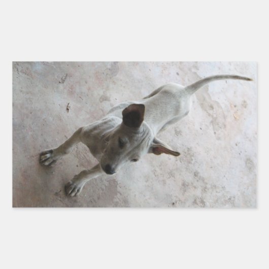 Sticker Rectangulaire Luk Maa ... Chien chiot thaïlandais Soi (Devant)