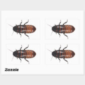 Sticker Rectangulaire Madagascar Hissing Coackroach (Feuille)