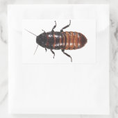 Sticker Rectangulaire Madagascar Hissing Coackroach (Sac)