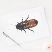 Sticker Rectangulaire Madagascar Hissing Coackroach (Enveloppe)