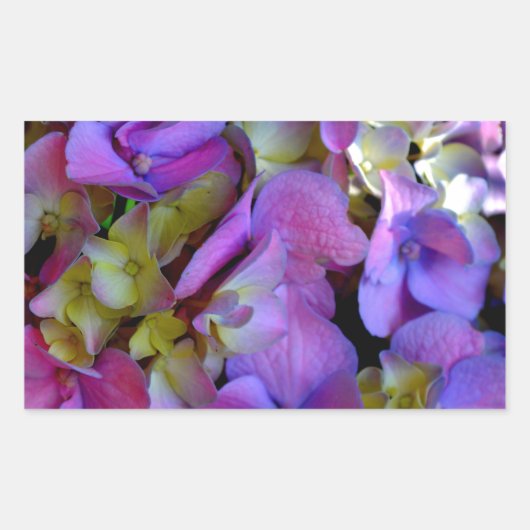 Sticker Rectangulaire Magenta Purple bleu jaune Hydrangeas fleurs (Devant)