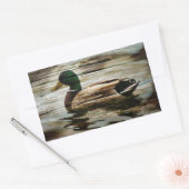 Sticker Rectangulaire Mallard Duck (Enveloppe)
