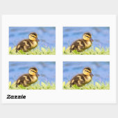 Sticker Rectangulaire Mallard Duckling (Feuille)