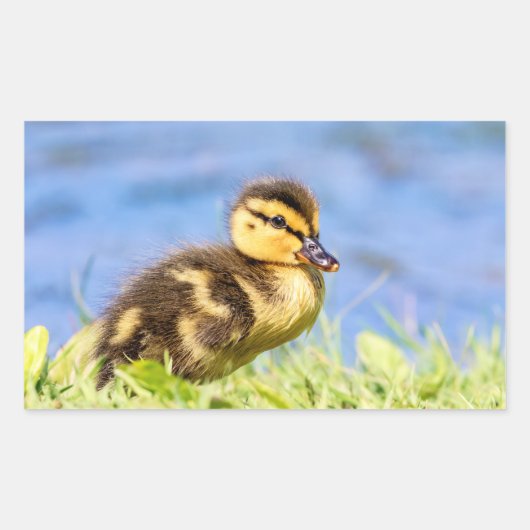 Sticker Rectangulaire Mallard Duckling (Devant)