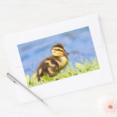 Sticker Rectangulaire Mallard Duckling (Enveloppe)