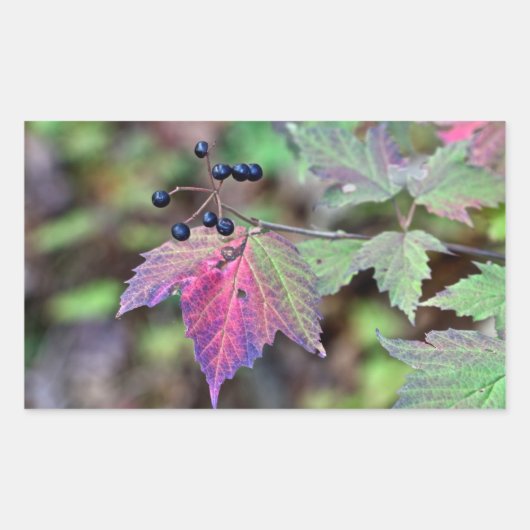 Sticker Rectangulaire Mapleleaf Viburnum Feuilles d'automne et baies (Devant)