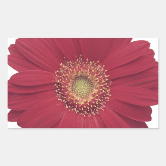 Sticker Rectangulaire Marguerite de Transvaal (Devant)