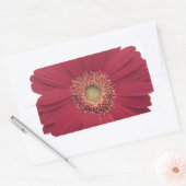 Sticker Rectangulaire Marguerite de Transvaal (Enveloppe)