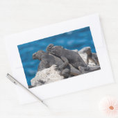 Sticker Rectangulaire Marine Iguana (Enveloppe)