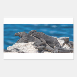 Sticker Rectangulaire Marine Iguana