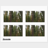 Sticker Rectangulaire Mariposa Grove dans le parc national de Yosemite (Feuille)