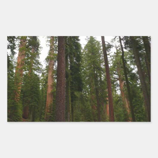 Sticker Rectangulaire Mariposa Grove dans le parc national de Yosemite (Devant)