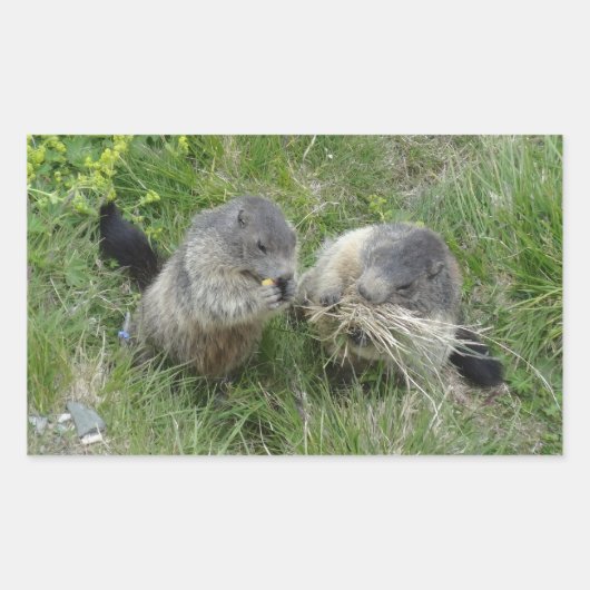 Sticker Rectangulaire Marmotte (Devant)
