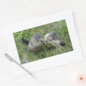Sticker Rectangulaire Marmotte (Enveloppe)