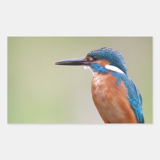 Sticker Rectangulaire Martin pêcheur. (Devant)
