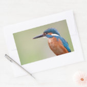 Sticker Rectangulaire Martin pêcheur. (Enveloppe)