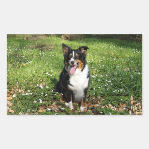 Sticker Rectangulaire Miniature American Shepherd Black Tri Assis