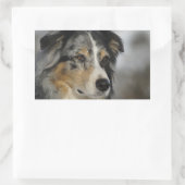 Sticker Rectangulaire Miniature American Shepherd Blue Merle seconde (Sac)
