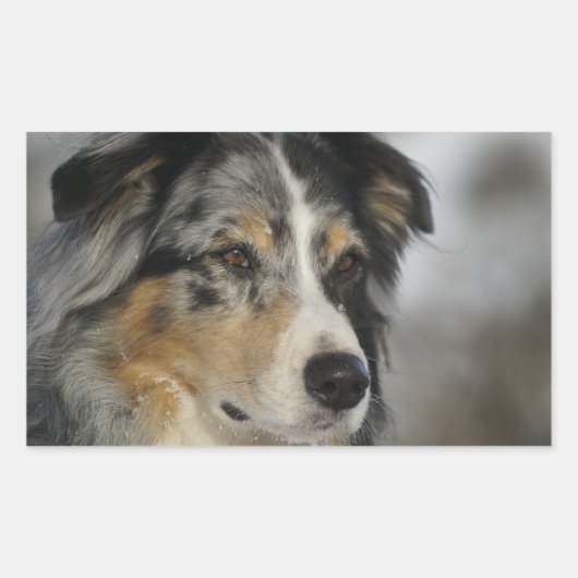 Sticker Rectangulaire Miniature American Shepherd Blue Merle seconde (Devant)
