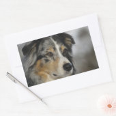 Sticker Rectangulaire Miniature American Shepherd Blue Merle seconde (Enveloppe)