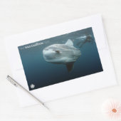 Sticker Rectangulaire Mola Mola (Enveloppe)