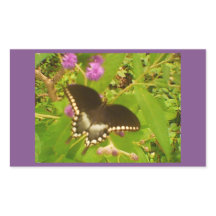 Monarque noir enveloppé de violet