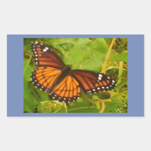 Sticker Rectangulaire Monarque Orange (Devant)