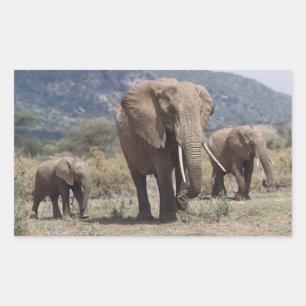 Sticker Rectangulaire Mother éléphant walking with elephant calf