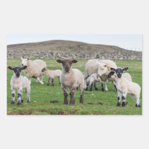 Sticker Rectangulaire Mouton des Shetland