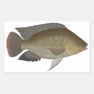 Sticker Rectangulaire Mozambique Tilapia