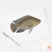 Sticker Rectangulaire Mozambique Tilapia (Enveloppe)