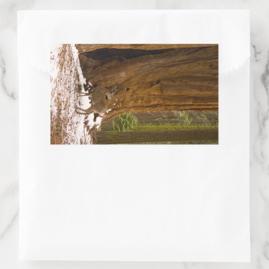 Sticker Rectangulaire Mule Deer (Sac)