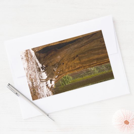 Sticker Rectangulaire Mule Deer (Enveloppe)