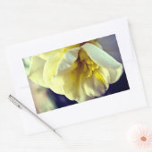 Sticker Rectangulaire Narcissus Daffodil (Enveloppe)