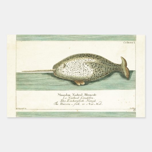 Sticker Rectangulaire Narwhal Antique Baleine Aquarelle Art scientifique (Devant)