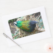 Sticker Rectangulaire Nicobar Pigeon sur le nid (Enveloppe)