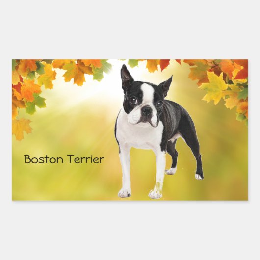 Sticker Rectangulaire Noir et blanc Boston Terrier (Devant)