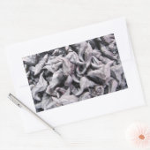 Sticker Rectangulaire Noix de buffle - Water Caltrop (Enveloppe)