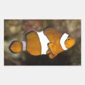 Sticker Rectangulaire Ocellaris Clowfish (Devant)