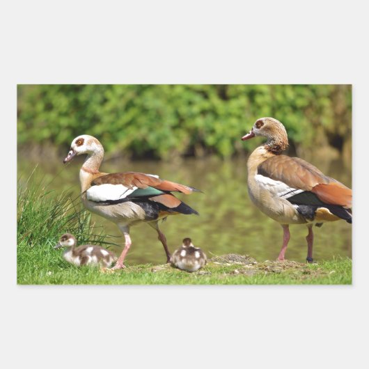 Sticker Rectangulaire Oies égyptiennes et poussins (Devant)