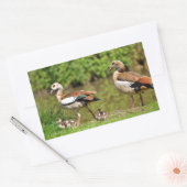 Sticker Rectangulaire Oies égyptiennes et poussins (Enveloppe)