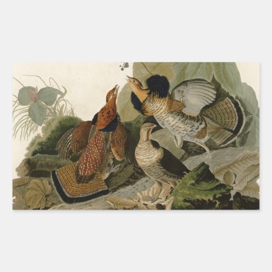 Sticker Rectangulaire Oiseau de gibier Audubon (Devant)
